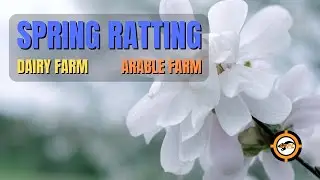 Spring Ratting - Air Rifle Pest Control