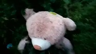 Медведь получил за оскорбление