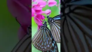 Youtube Shorts #240fpsdolbyvision #nature #12khdr #8ktv #flowers #8kresolution