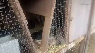 снял полностью  утеплитель со всех клеток.