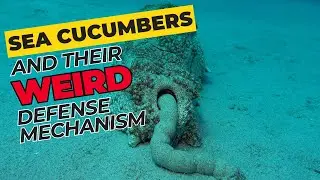 Unveiling the Mysterious Sea Cucumbers: Legends from the Deep #facts #seacucumber