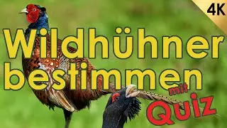 Wildhühner bestimmen - Jägerprüfung (Federwild I)