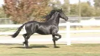 FPS Approved Friesian Stallion Feike 395