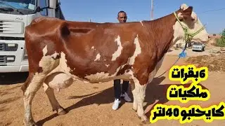 للبيع 6بقرات ملكيات كايحلبو 40لتر تقريبا موباليار وهولشطاين للبيع ففاس 2024/09/08