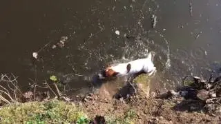 Chien jack russel qui tombe dans l'eau 😂 Fane à la pêche saison 2017 🎉👍🏻