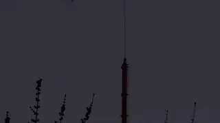 Big Bird