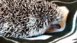 Hedgehog attacks mealworm!