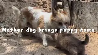 The mother dog carries her puppy home #cutepet #dog