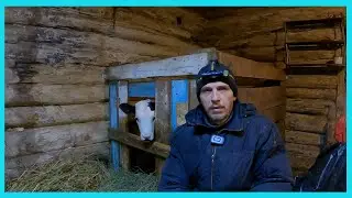 Поменяли бычка на ...  и уже зимние деревенские будни!