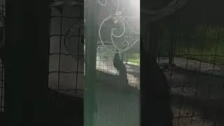 ПЕНИЕ ПАВЛИНОВ против ТРЕВОГИ...shots
