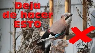 🐦8 ERRORES al poner un COMEDERO para aves