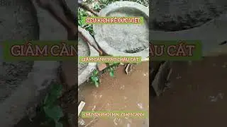 Siêu kích rễ Đức Việt chuyên mai phôi, mai vàng, mẫu đơn