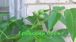 Дела мои земельные 4