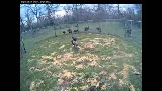Turkeys 2015