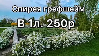 Октябрь 2023 г. Каталог с ценами.#flower #воронеж #гортензия