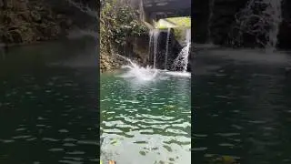Refreshing isn't it? #shortsvideo #explorejamaica #nature #travel #trendingshorts #waterfall