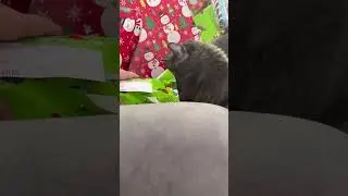 Pets opening presents and pokemon
