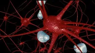 modeling a neuron or nerve cell :  3D annimation with cinema 4d