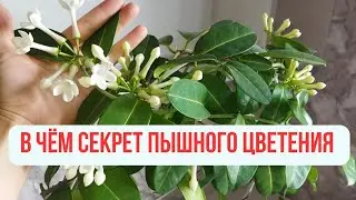 Стефанотис 😍🔥 Мадагаскарский жасмин  как добиться обильного цветения