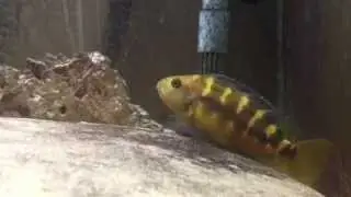 bumble bee cichlids breeding 3
