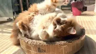 长毛喵的烦恼