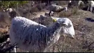 Una mañana en el campo con las cabras