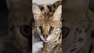 Сева собирает донаты мне на психолога😹А кто заметил прогресс Гильзы?