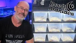 Unboxing Our First Ball Python Shipment
