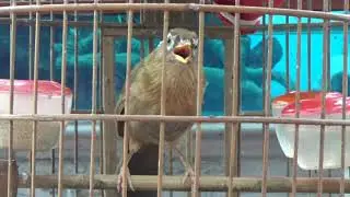Họa mi Mộc dở đuôi xòe