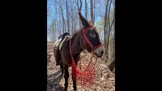 Riding Donkeys! Picking out a donkey saddle that fits