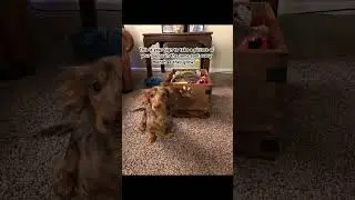 Please do this if you have a puppy🥹 #puppy #dachshundpuppy #dachshund #puppies #minidachshund