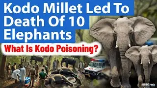 Kodo Millet Led To Death Of 10 Elephants | UPSC | SSB Interview