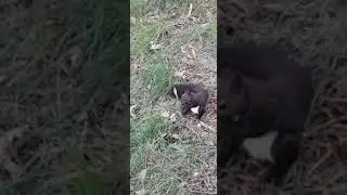 Бери орешек, не бойся