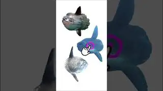 3 Species of Sunfish | Family: Molidae, Genus: Mola