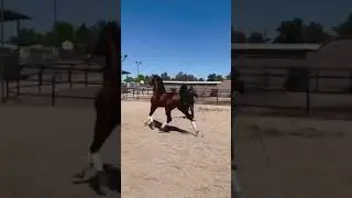 CABALLO FINO