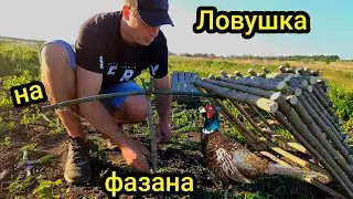 Ловушка на фазана