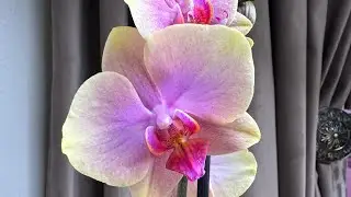 Мечты сбываются! 🌸 Турецкие Сладости 🍬 Сара Блаш 🩷 И не только… 💜