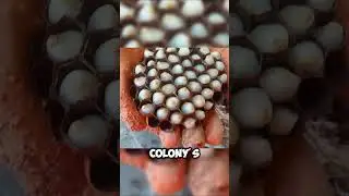 This Clever Trick Led to the Downfall of an Entire Hornet Nest! See How!