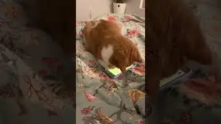 Когда не дали инструкцию😆 #кот #коты #смех #cat #cats #funny