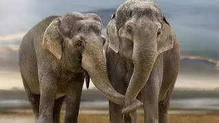 Fil SESİ (ELEPHANT SOUND)