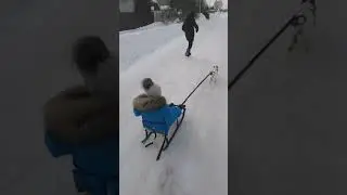 Джек рассел терьер