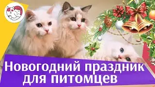 4 совета, как создать праздничное настроение питомцу под Новый год на ilikepet