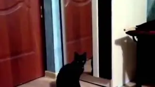 Бой против черной кошки