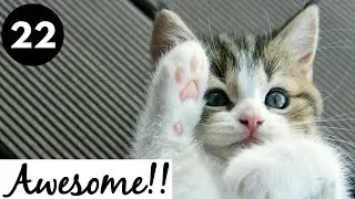 Animals are Awesome!!! #22