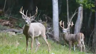 Олени и не только. Красота Божьего творения рядом.