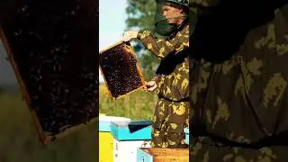 ¡Empieza tu Apiario en ! Guía paso a paso