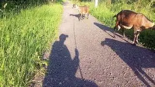 Когда понимаешь, что нахулиганила