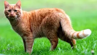 Как ходят животные 🐾