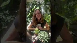 Aké rastliny sú hity tejto jari?