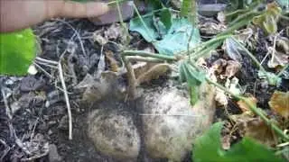 Huge Jicama